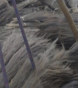 Shillong Grass Broom from Capital Enterprise