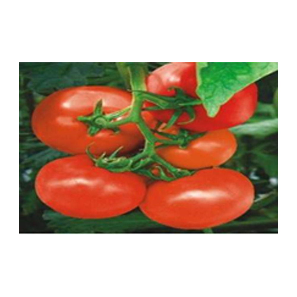 Tomato Syngenta-3150