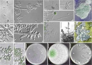 Bio Inoculants
