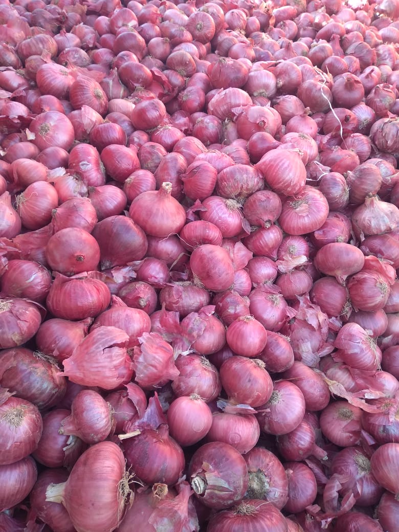 Top Quality Super - 40mm Onion from A S Trading