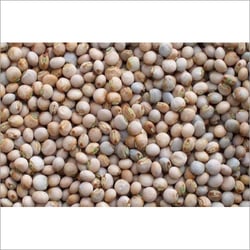 Top Quality White Toor