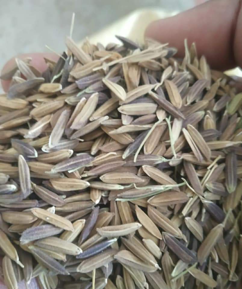 Black Rice Paddy From Chandibhata Organic LIfe FPCL from Chandibhata Oraganic life FPCL