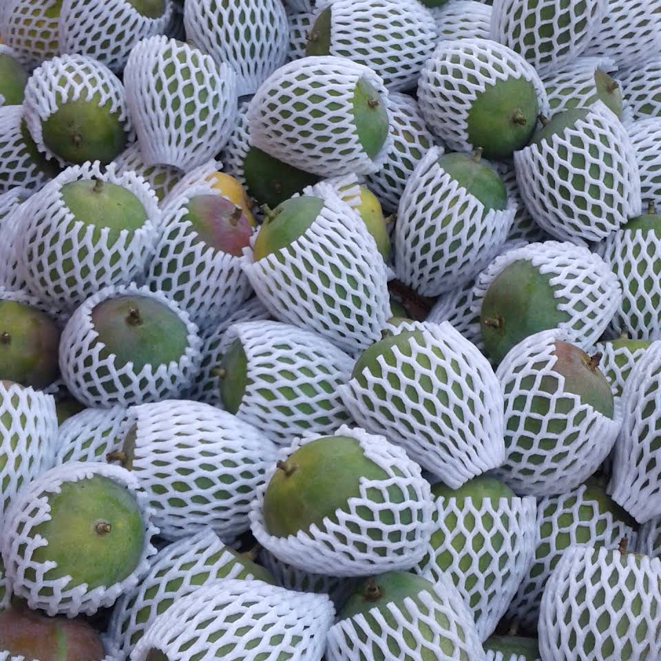Alphonso mangoes original organic from our devgad farm