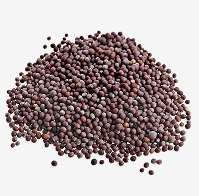 MUSTARD SEEDS FROM PRAMODA EXIM CORPORATION