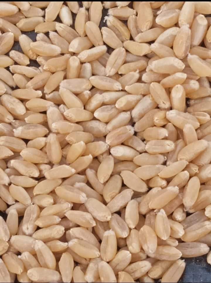 Wheat  from Kishaan International India