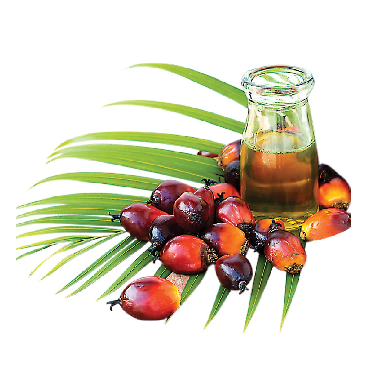 Super Palm Olein Oil from AKIIKA INVESTMENT LTD 