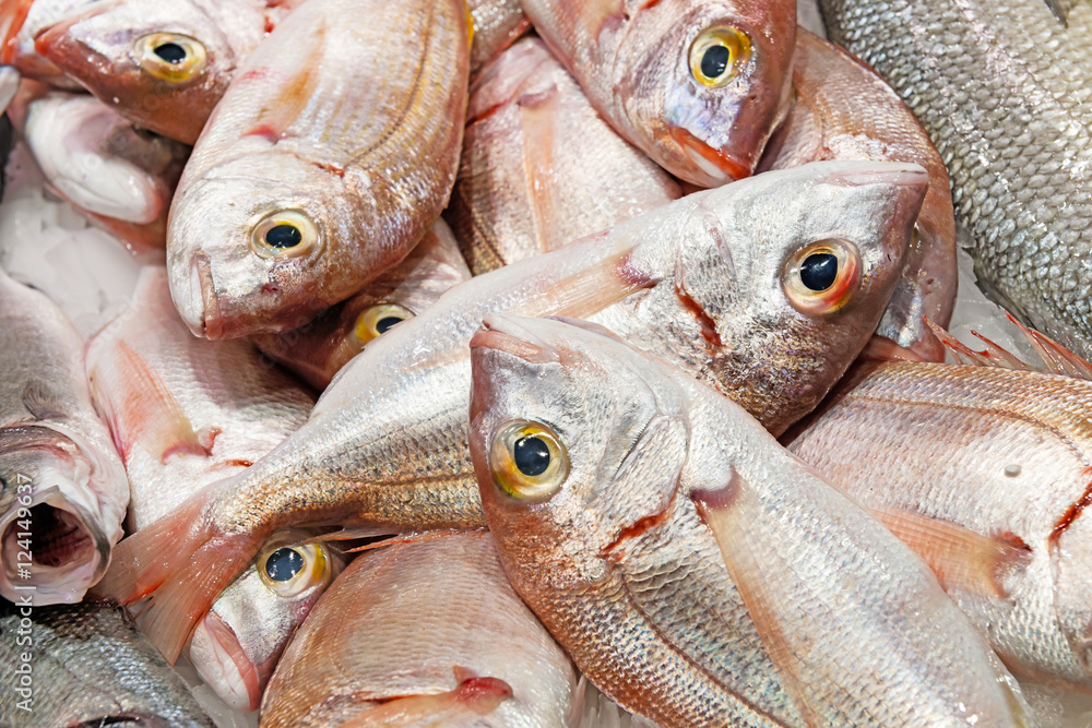Frozen Red Sea Bream Fish  from Millennium Grains Imports & Exports