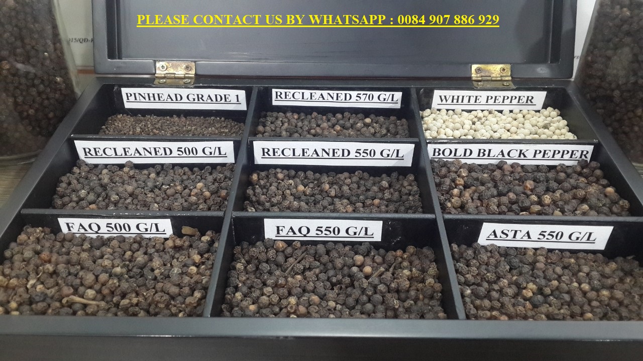 BLACK PEPPER ( TOP BLACK PEPPER EXPORTER IN VIETNAM )