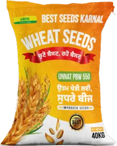 UNNAT PBW 550 Wheat Seeds from Best seeds Karanl