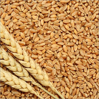 Top Quality Wheat Seeds
