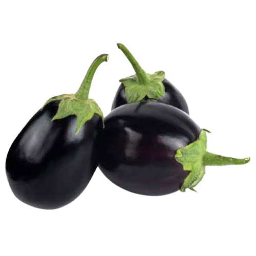 Premium Quality Natural Fresh Brinjal For Wholesale from DINESH TRADER