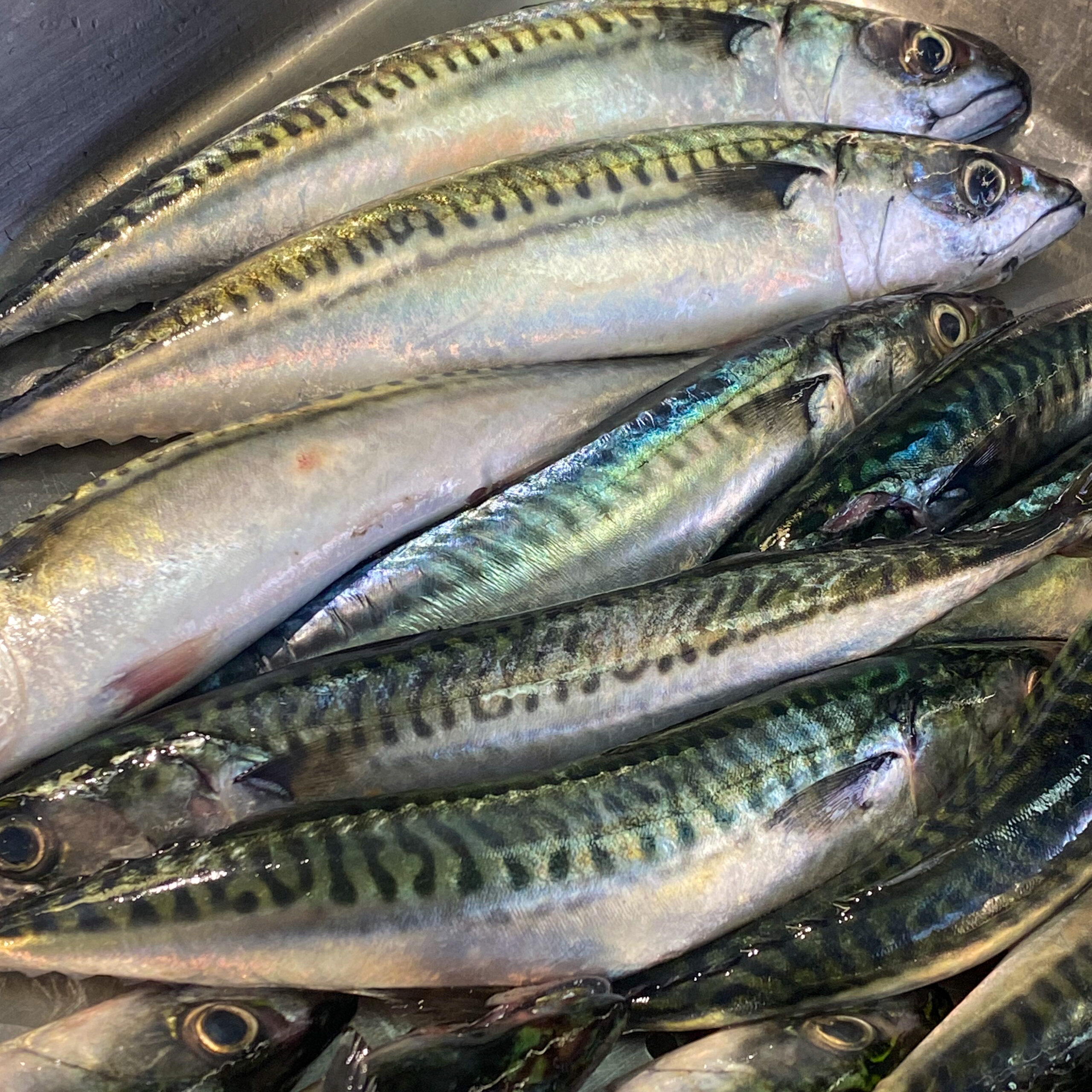 Frozen Mackerel Fish  from Millennium Grains Imports & Exports