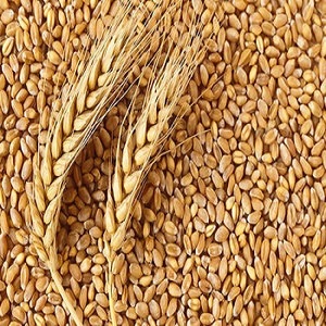 Premium Quality Organic Wheat Seeds from Laxmi Traders