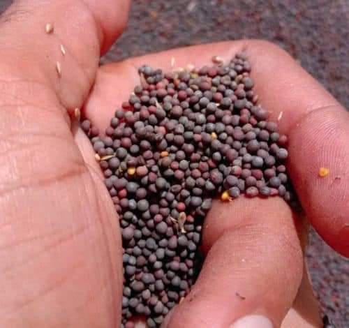 Mustard seeds 