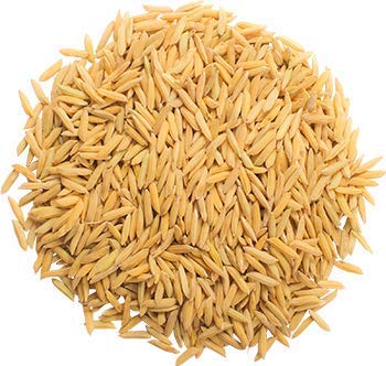 Best Quality Rice Paddy