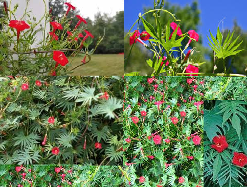Ipomoea quamoclit seeds from Kashmir from JKMPIC-Seed Store