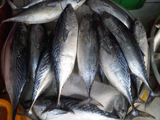 Frozen Bonito Fish  from Millennium Grains Imports & Exports