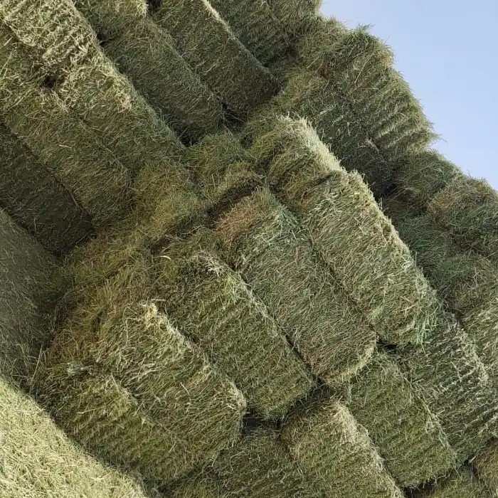 Best Quality  Alfalfa Hay  from Bikram Animal Feed
