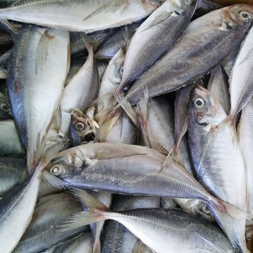 Frozen Horse Mackerel Fish  from Millennium Grains Imports & Exports