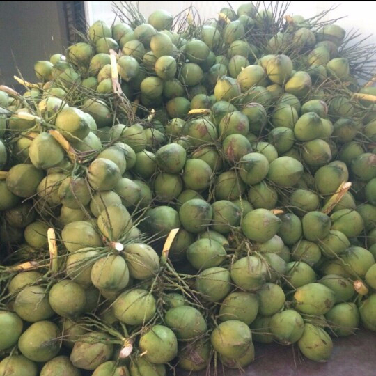 Solid Whole Tender Coconut