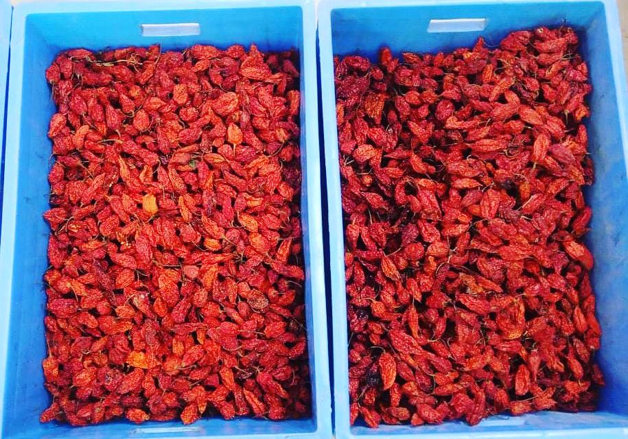 Best Quality Dry  King Chilli   from Delwai International Pvt Ltd