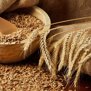 Premium Quality Wheat for Export