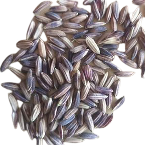Wholesale Black Paddy Rice from DINESH TRADER