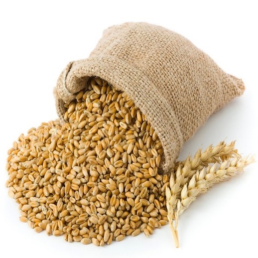 Best Quality Wheat Grains from Export