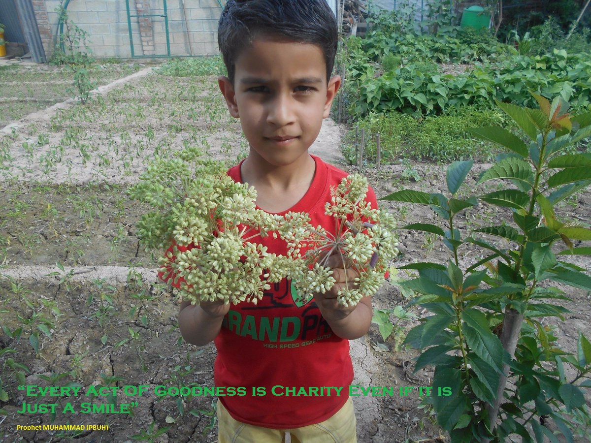 Jammu and Kashmir Medicinal Plants Introduction Centre from JKMPIC-Seed Store