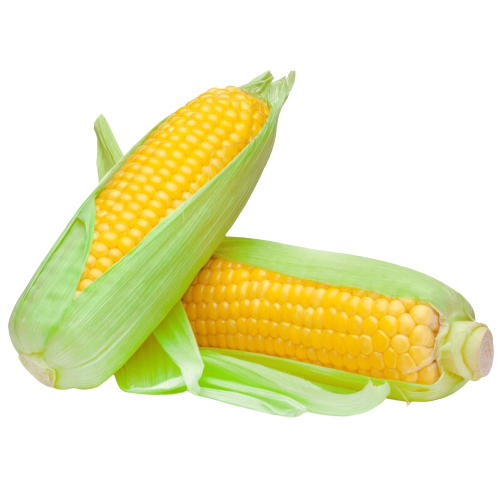 Premium Quality Natural Fresh Sweet Corn For Wholesale from DINESH TRADER