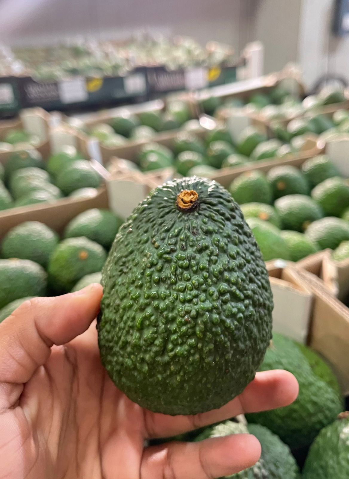 Avocado Fruit 