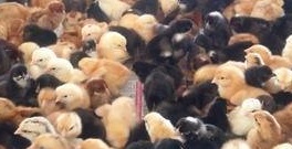 Aseel Cross Chicks from Heritage Integrated Farm