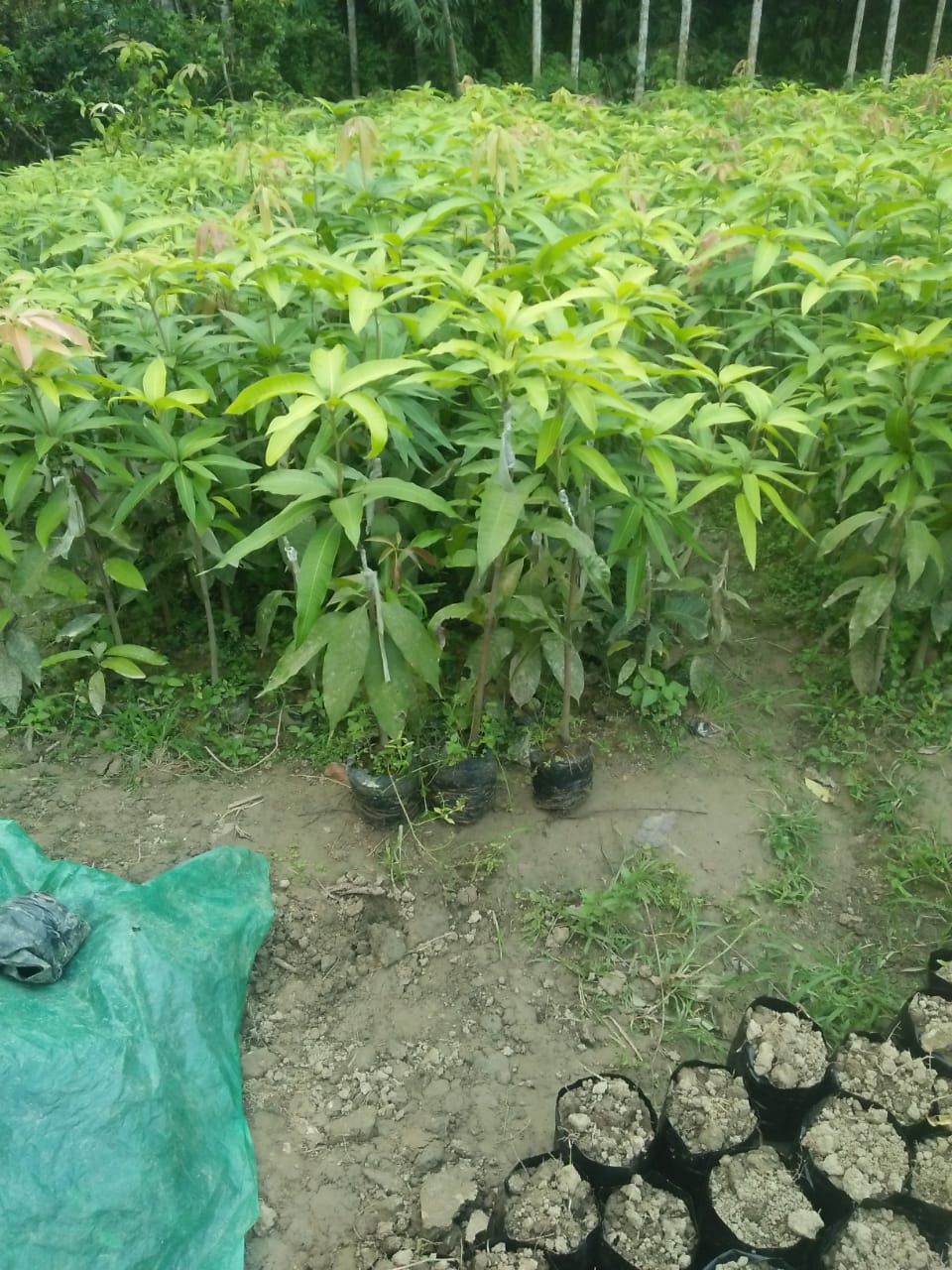 Mango Plant  from Asha farm