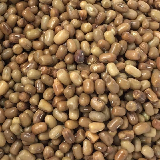 Moth Beans / Matki from BYAGHRADEVI ENTERPRISES
