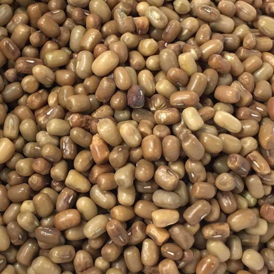 Moth Beans / Matki