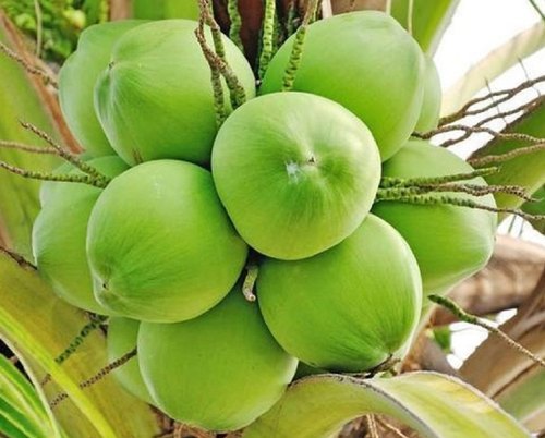 Fresh Green Coconut