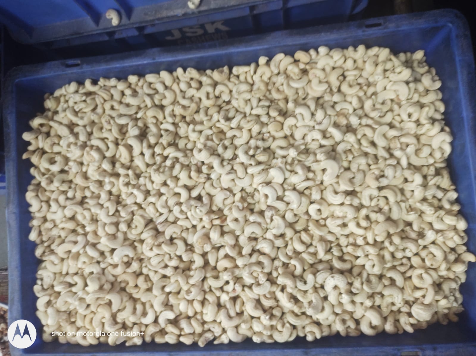Export  Quality Cashew Nuts from Guna Traders from Gunatraders