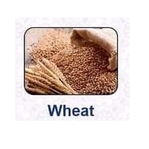 Best A Grade Export Quality Wheat