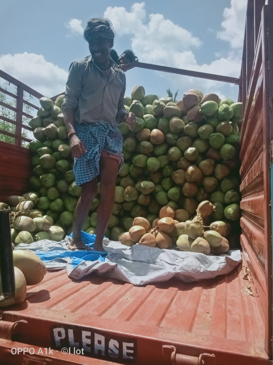 Tender coconuts from Agritray 