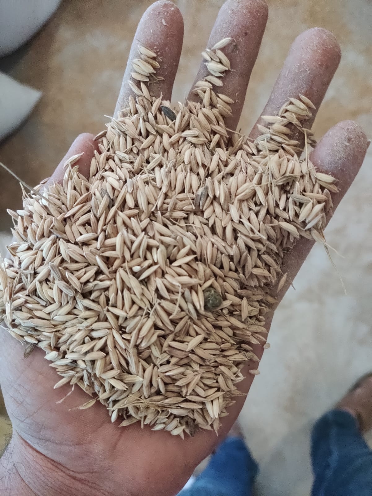 Best Quality Super Rice Paddy