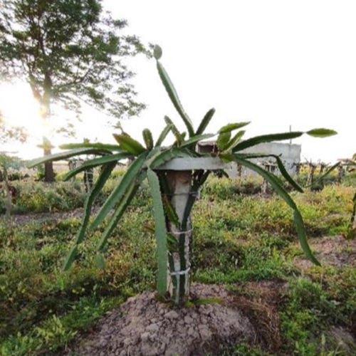 Dragon Fruit Plant from Anmol Dragon Fruit Farm