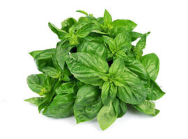 Green Organic Basil Leaves