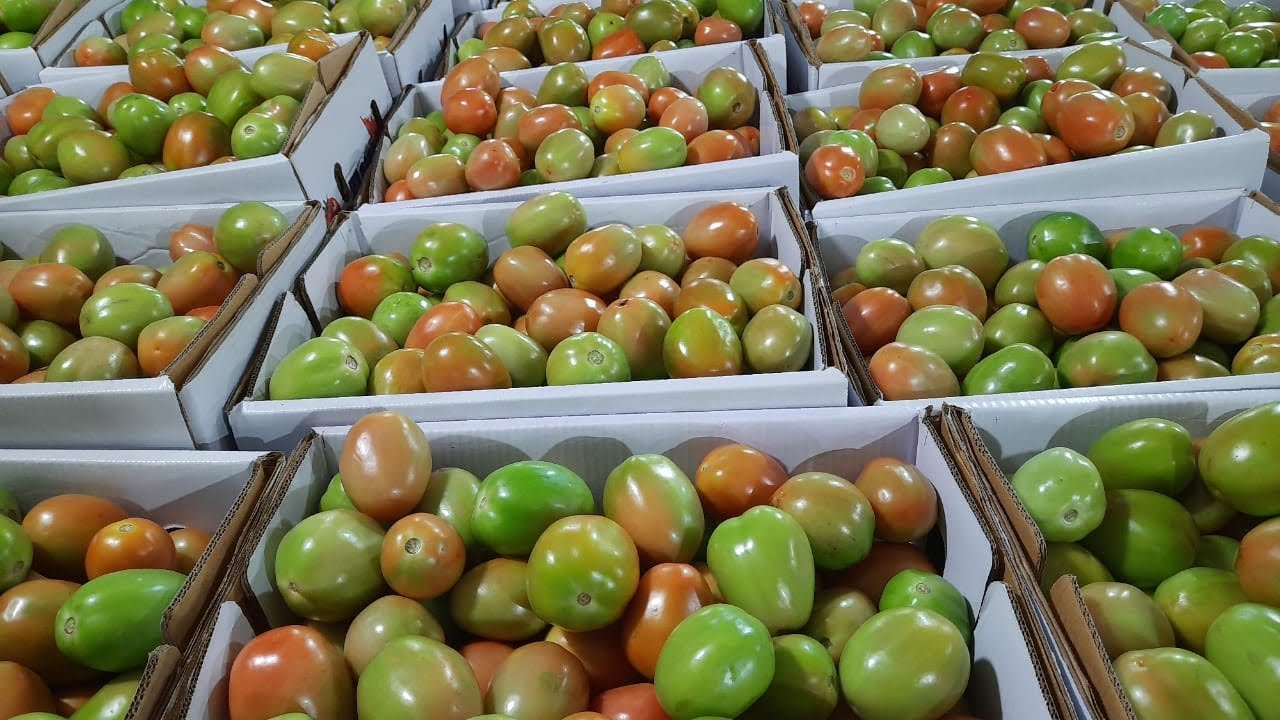 Green Tomato from MEHAN ENTERPRISE