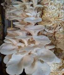 Banglore Oyster Mushroom from ECO-CARE & AWARE 