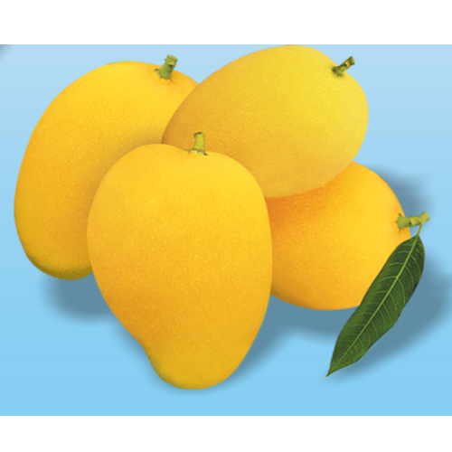 Best Quality Banganapalli Mango from Ranee's Fresh