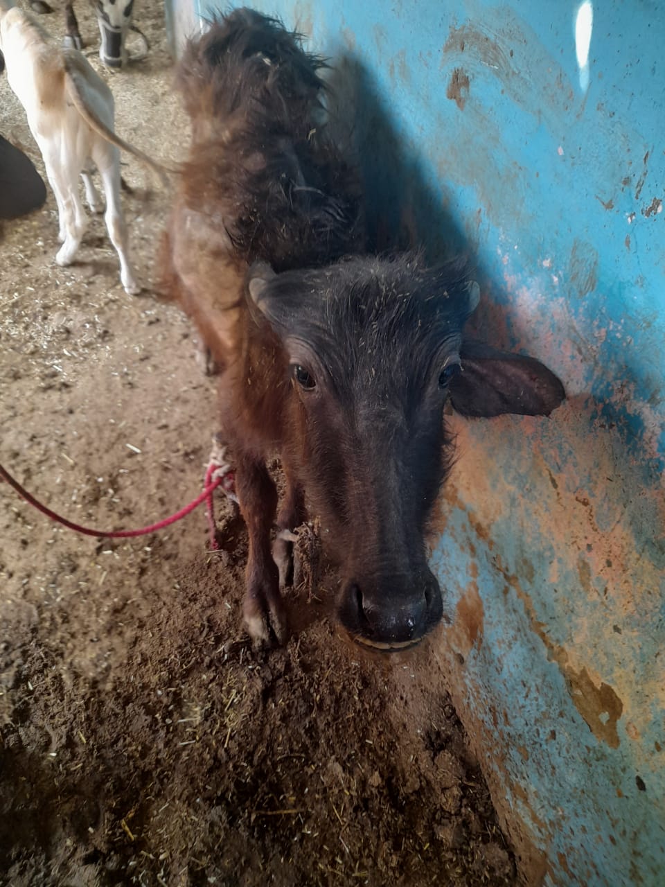 Buffalo